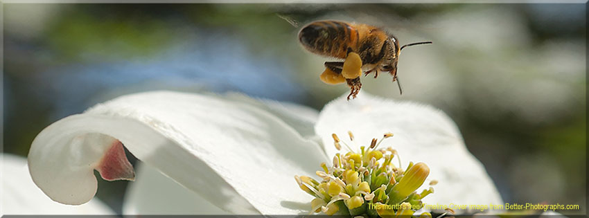 Better Photographs - Free Facebook Timeline Cover Image