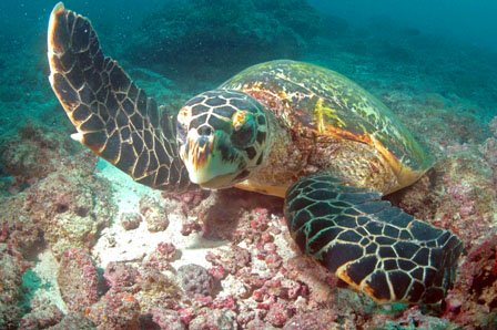 Underwater Photography